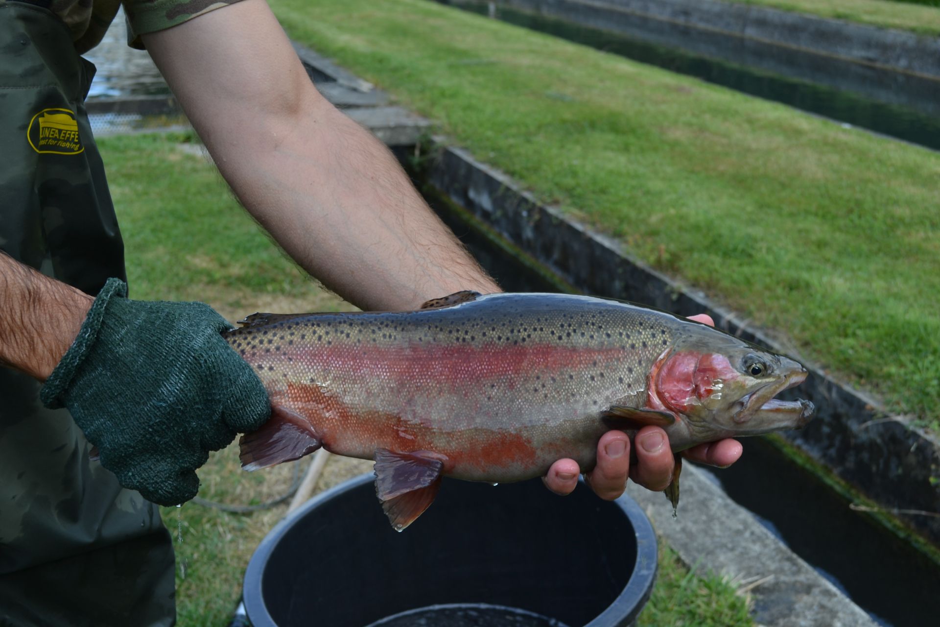 Pisciculteurs des Hauts-de-France - EARL Pisciculture de Bulles