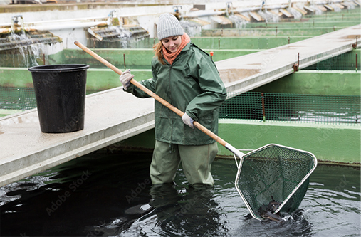 Le Syndicat des Pisciculteurs Hauts-de-France