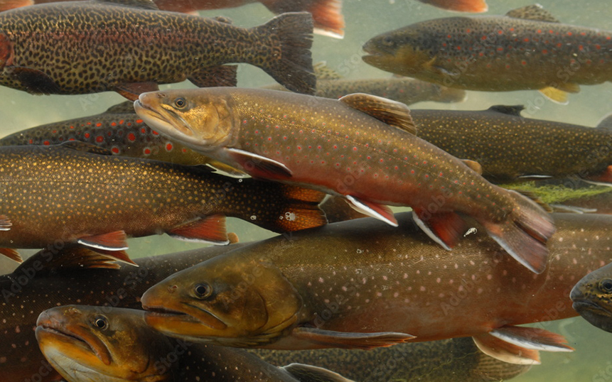 Le Syndicat des Pisciculteurs Hauts-de-France
